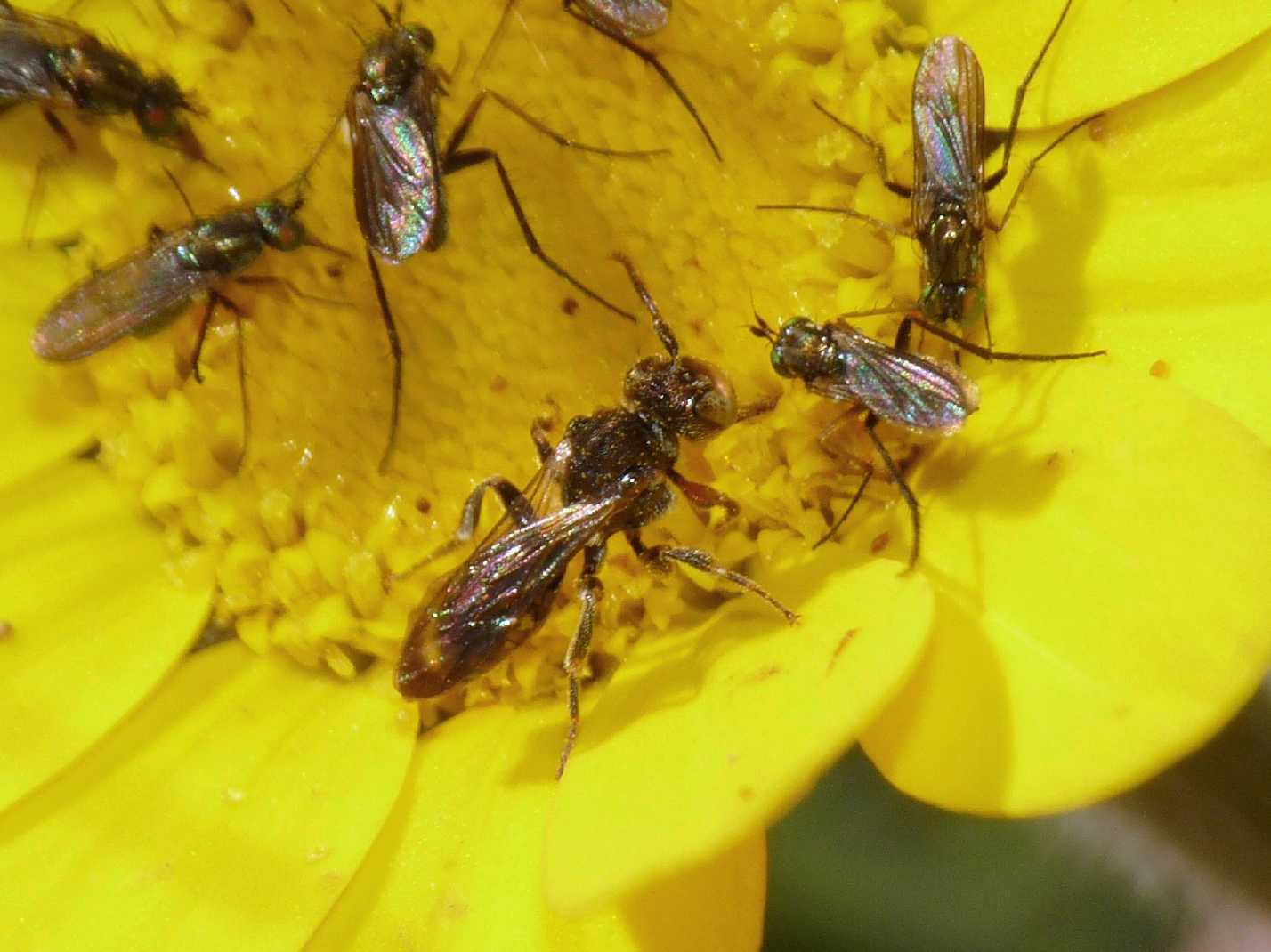 Micro Nomada?
